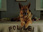 Replay Rex, chien flic