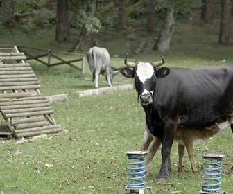 Replay Italie : les vaches errantes de la mafia - ARTE Regards