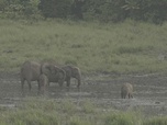 Replay ARTE Reportage - Gabon : les savants et les éléphants