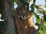 Replay Caracal, la société du chat solitaire