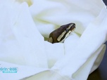 Replay Vétérinaires : leur vie en direct - Nina le labrador va mal