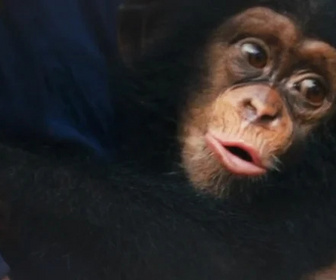 Replay Baby Chimp Rescue - Coup de coeur au refuge