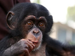 Replay Baby Chimp Rescue - La saison des pluies