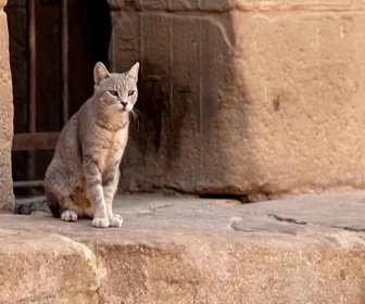 Replay Invitation au voyage - En Égypte, des chats et la guerre