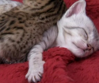 Replay Too cute (Trop mignon) - Chats bicolores Calicos et Savannahs