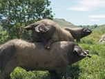 Replay Le Kintoa, roi des cochons basques - 360° Reportage