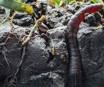 Replay La vie du sol dévoilée - Au royaume des vers de terre