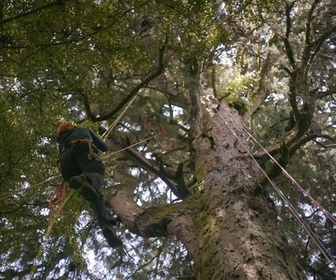 Replay Nouvelle-Zélande - La forêt des géants