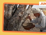 Replay L'encens culture ancestrale d'Oman - ARTE Journal Junior de lundi