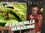 Replay La minute de Max Bird - La Chenille Hawaïenne