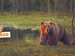 Replay En Finlande, sur les traces des ours bruns - ARTE Journal Junior de lundi