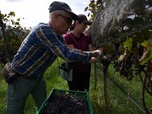 Replay Climat : les nouvelles formes de mobilisation - Un vignoble durable en Suisse