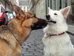 Replay Rex, chien flic - 31/08/2026