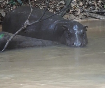 Replay Focus - La Côte d'Ivoire veut protéger ses hippopotames pygmées, en voie d'extinction