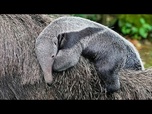 Replay Un bébé fourmilier géant fait sa première apparition au zoo de Cologne