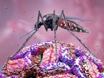 Replay ARTE Info Expresso - Virus du Nil occidental : quels dangers ?