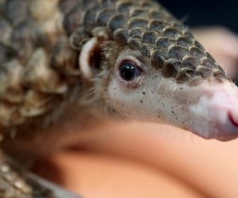 Replay Le Vietnam au chevet des pangolins - 360° Géo