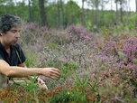 Replay Fleurir les Landes - Les promesses de la terre