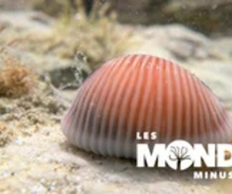 Replay Les Mondes Minuscules - 25/01/2025