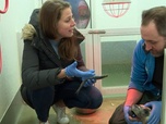 Replay Véto & Co - S4 E13