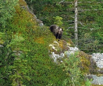 Replay Pyrénées, vivre avec l'ours - 360° Reportage