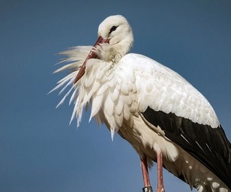 Replay Lac de Constance, le retour des oiseaux - Paradis naturels retrouvés