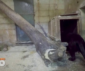 Replay Une saison au zoo - S12 E31