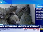 Replay Good Morning Business - Poissons bloqués dans les ports
