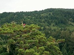Replay En Californie, la mission des grimpeurs d'arbres géants - GEO Reportage