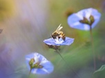 Replay 28 minutes - SOS biodiversité