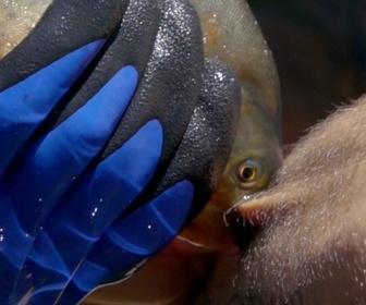 Replay Morsures et piqûres : le grand test - S1E1 - Fourmi balle de fusil et piranhas