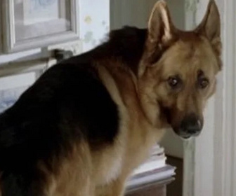 Replay Rex, chien flic - Le crime parfait