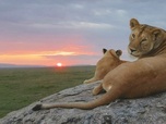 Replay Les trônes des fauves - Serengeti - La grande cavalcade des animaux (1/6)