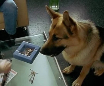 Replay Rex, chien flic - Clichés tragiques