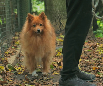 Replay Chiens et chats sans collier - Truffe froide, coeur chaud