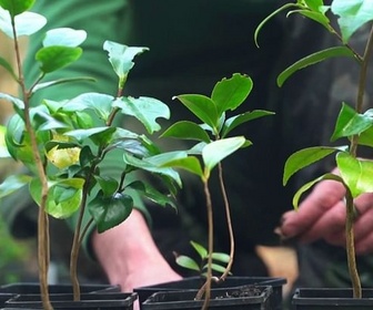 Replay Invitation au voyage - 17/12/2025 - Nantes, capitale botanique