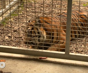 Replay Une saison au zoo - S14 E31