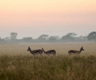 Replay Norman Rush au Botswana / Madrid / Slovénie - Invitation au voyage