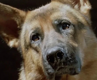 Replay Rex, chien flic - Amok