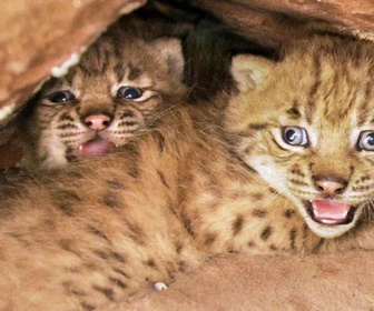 Replay La forêt des lynx