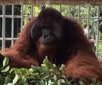 Replay Focus - L'Indonésie, plaque tournante du trafic d'animaux sauvages