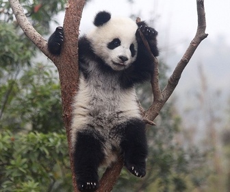 Replay Bébés animaux à croquer - Adorables pandas