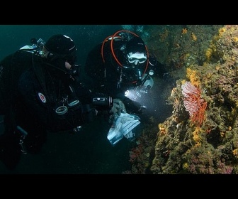 Replay Grèce : le trafic menace les colonies de corail rouge en Méditerranée