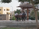Replay ARTE Journal - Egypte : colère contre le massacre des arbres