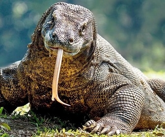 Replay Là où les deux mondes se rencontrent - La ligne Wallace