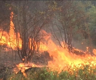 Replay Info Éco - Méga-incendies au Brésil : les récoltes de sucre menacées ?