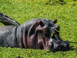 Replay L'éden des hippopotames - Zambie sauvage