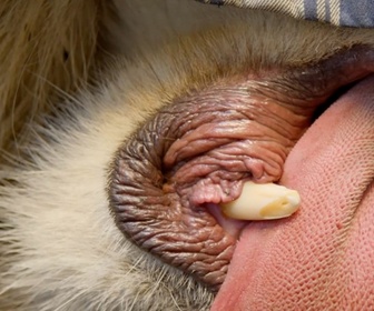 Replay Le lion Tajo chez le dentiste : des instruments spéciaux