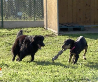 Replay Animaux à adopter - Abby, Jasmine et Olympéa