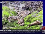Replay L'image du jour : Jura, un charnier de renards découvert - 12/03